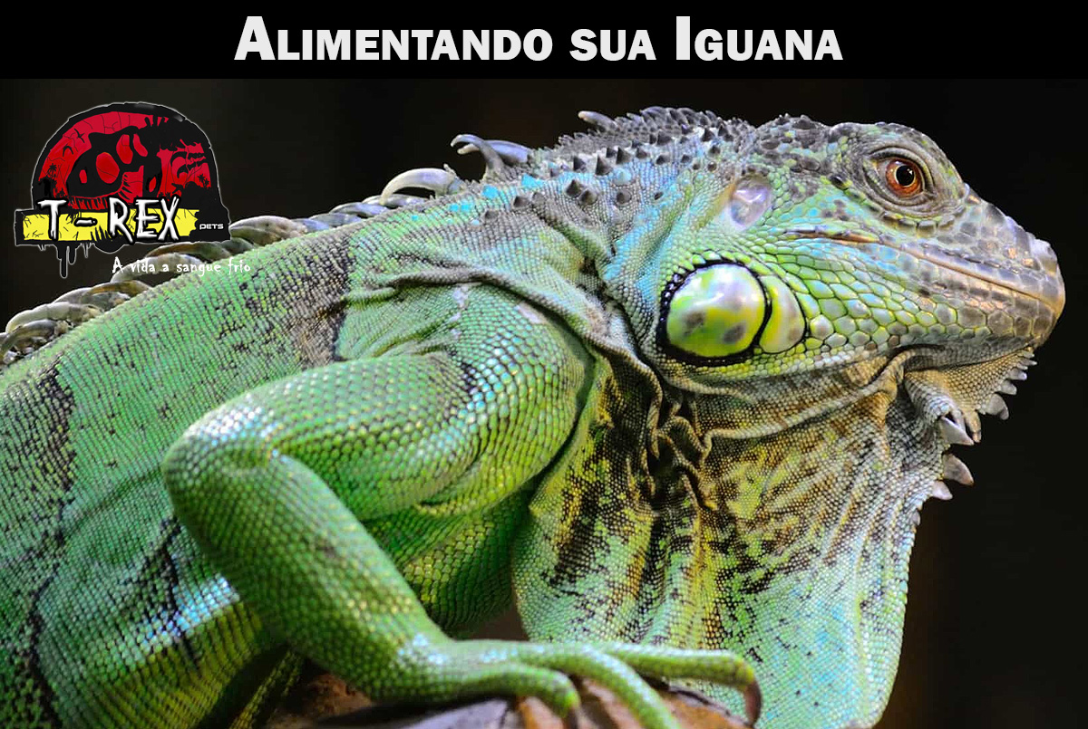 Cálcio para Répteis