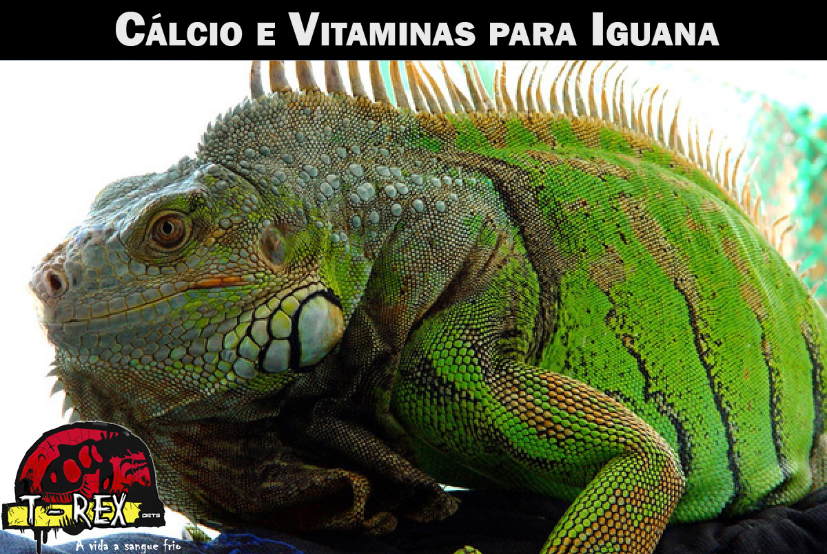 Cálcio e Vitamina d3 iguana