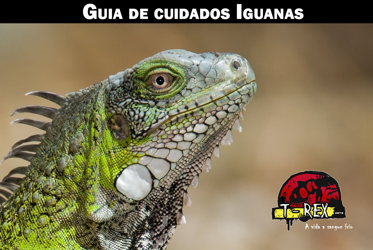 Comprar Iguana