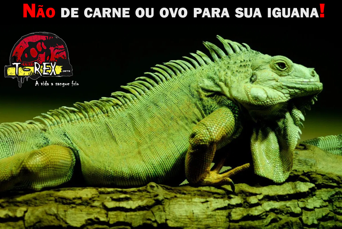 Alimentação Iguana