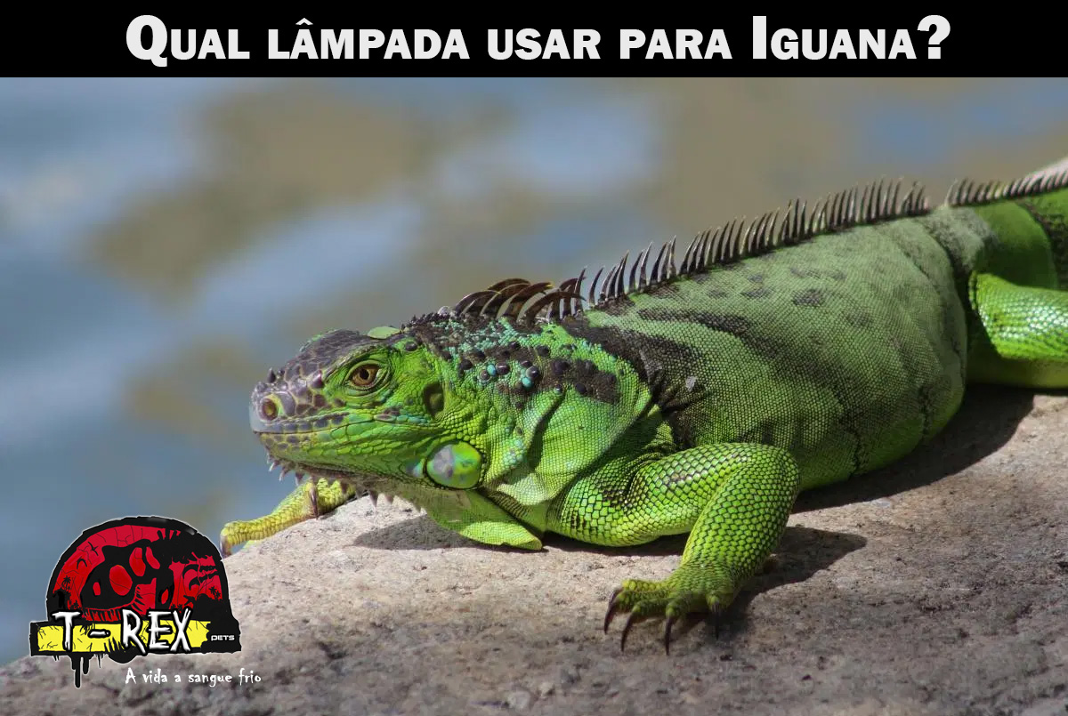 Lâmpadas para Répteis