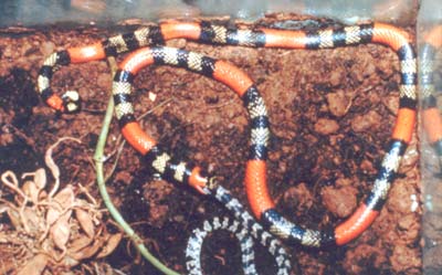 Micrurus frontalis predando uma serpente dormideira