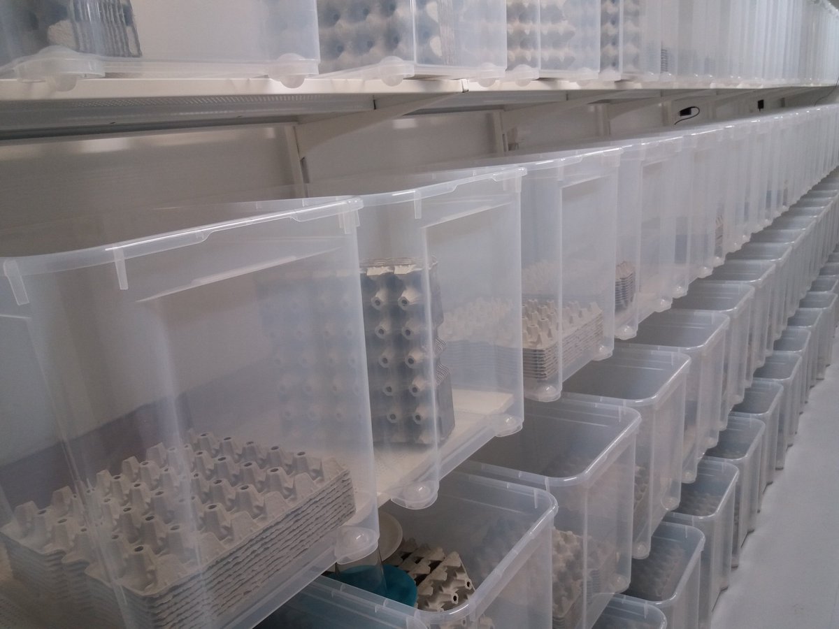 Caixa de Criação Grilos Caixa criacao grilo