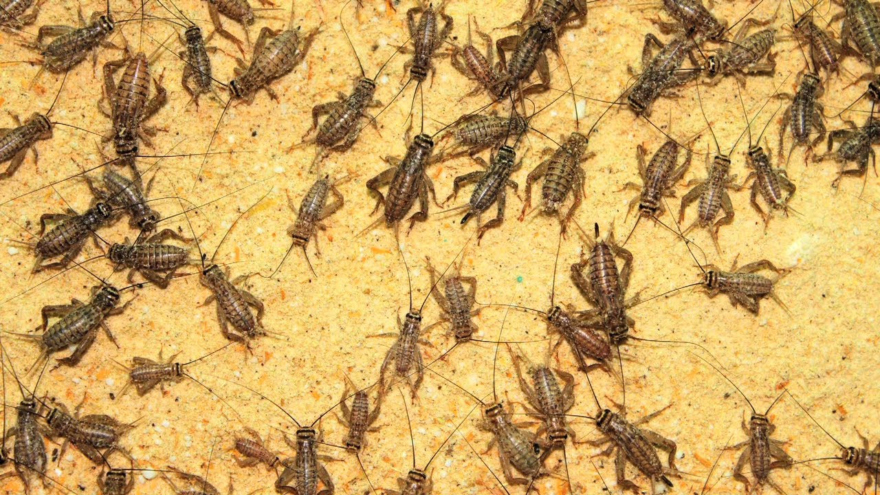 Alimentação Grilos Alimento Ração Grilos