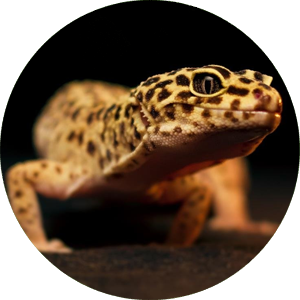 Guia Leopard Gecko