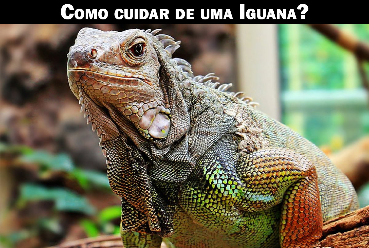 Como cuidar de uma iguana Como cuidade de uma Iguana?